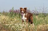 BORDER COLLIE 409